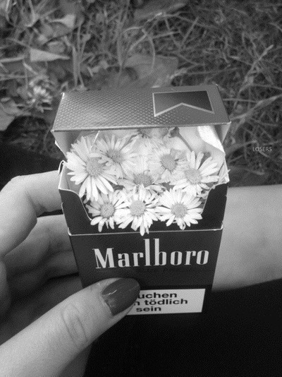 Maço de cigarros com flores dentro